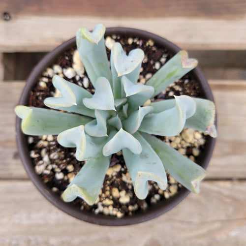 Echeveria Topsy Turvy