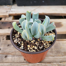 Load image into Gallery viewer, Echeveria Topsy Turvy
