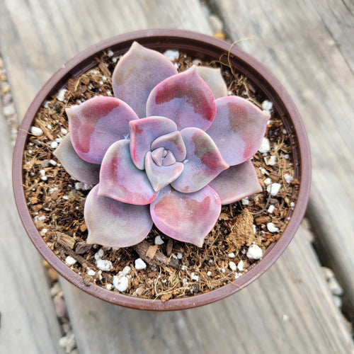 Graptopetalum Purple Delight
