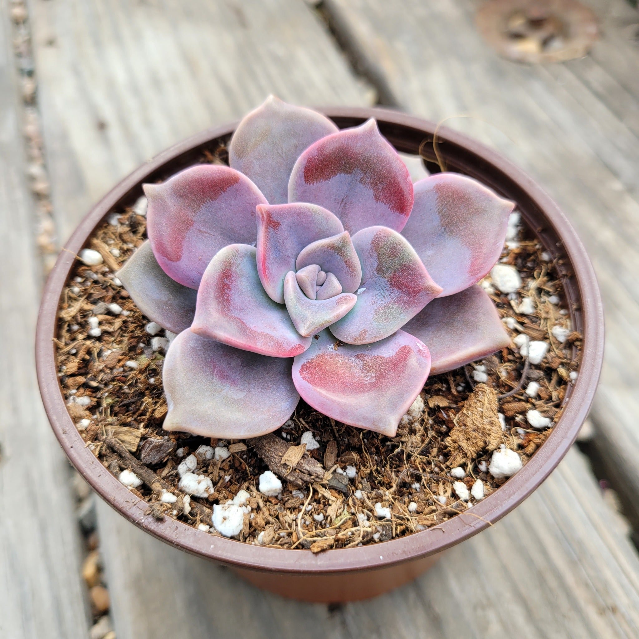 purple succulent plant Graptopetalum Purple Delight – P and C Nursery