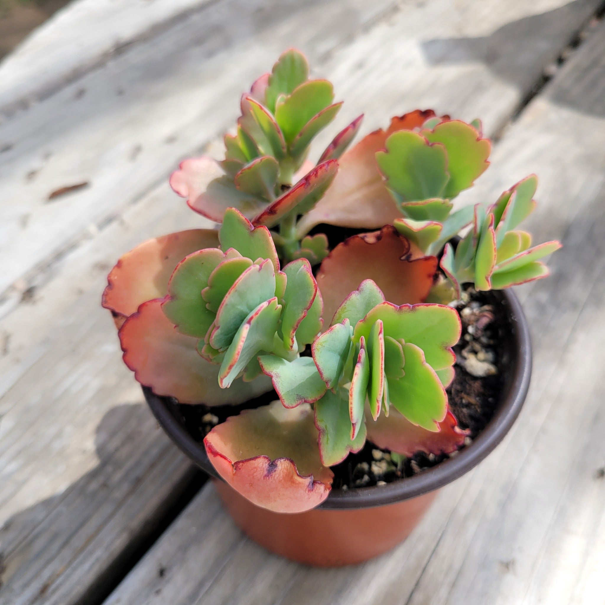 aurora borealis succulent 4" Aurora Borealis, Kalanchoe Fedtshenkoi