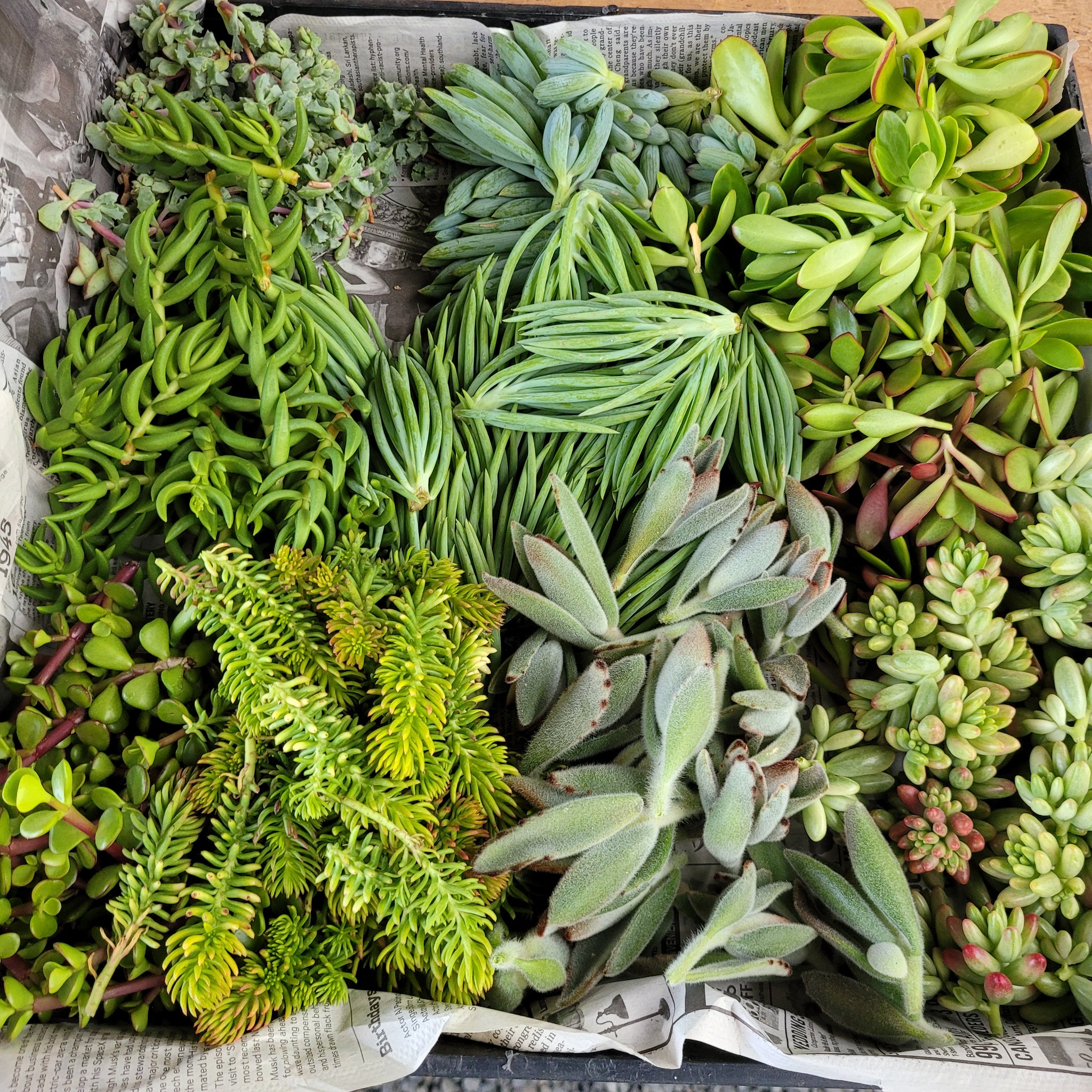 250 Succulent Cuttings – P and C Nursery