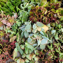 Load image into Gallery viewer, 40 Succulent Cuttings
