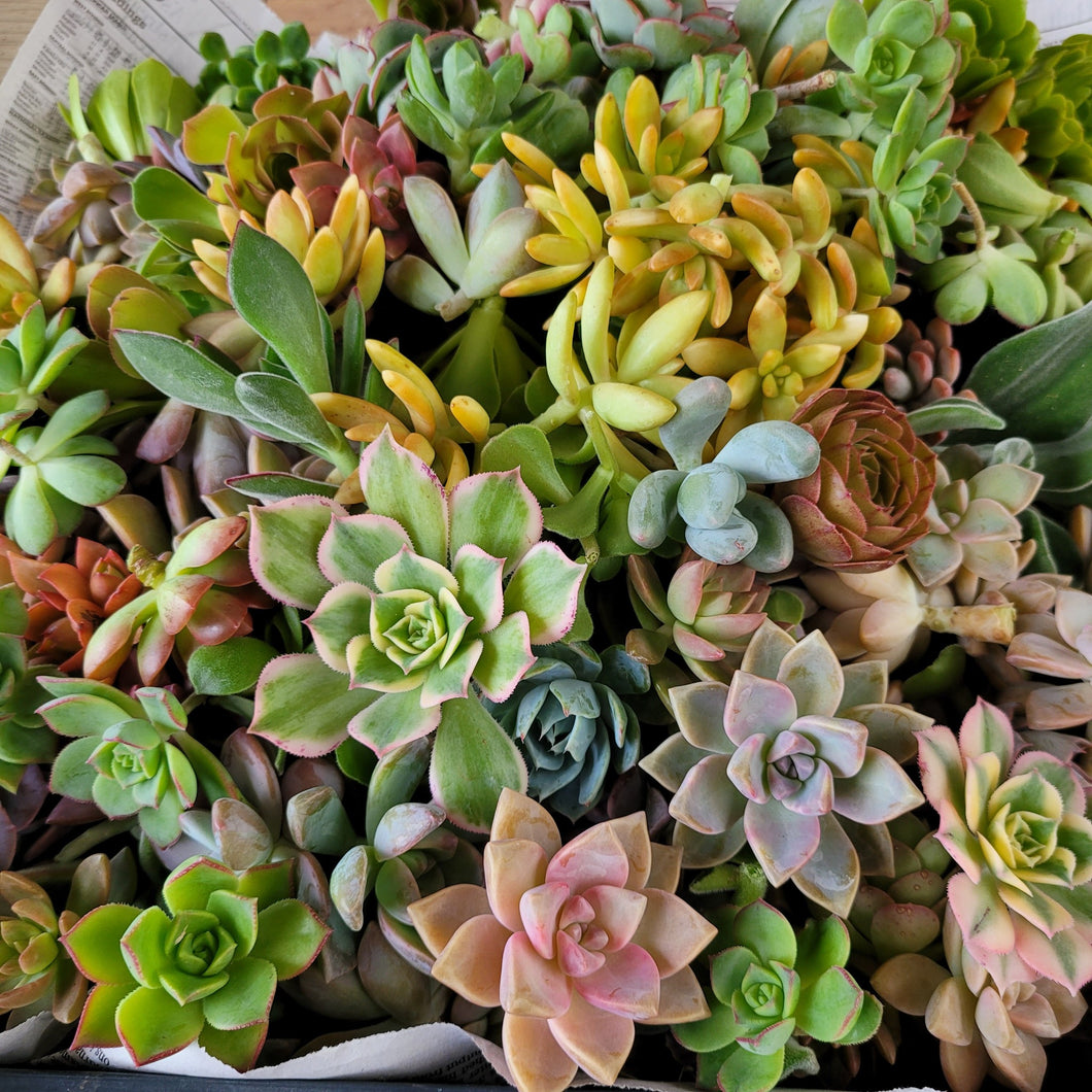 rosette succulent cuttings 100 Rosette Cuttings – P and C Nursery