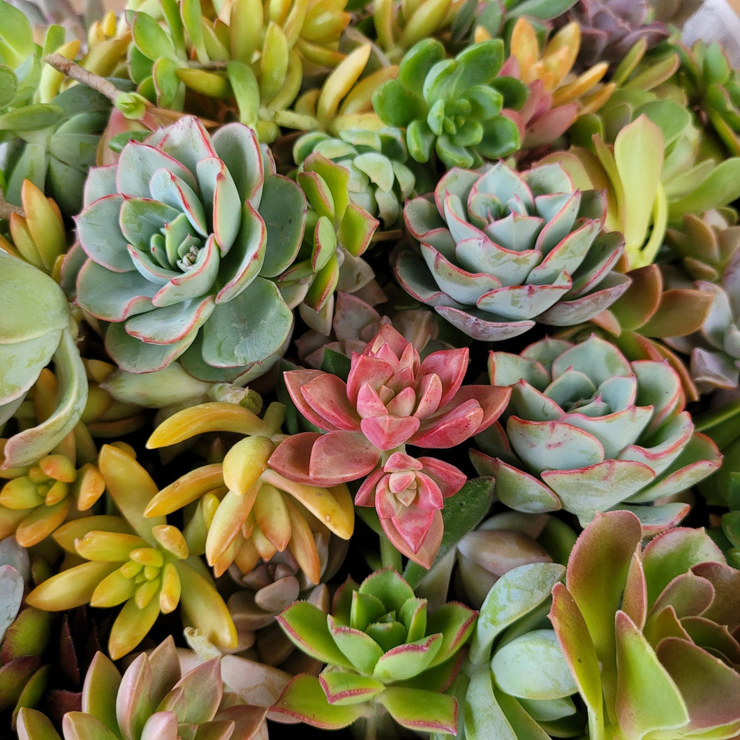 succulent rosette cuttings 65 Rosette Cuttings – P and C Nursery