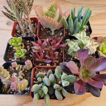 Load image into Gallery viewer, Mixed Potted 2 in Succulents Bundles
