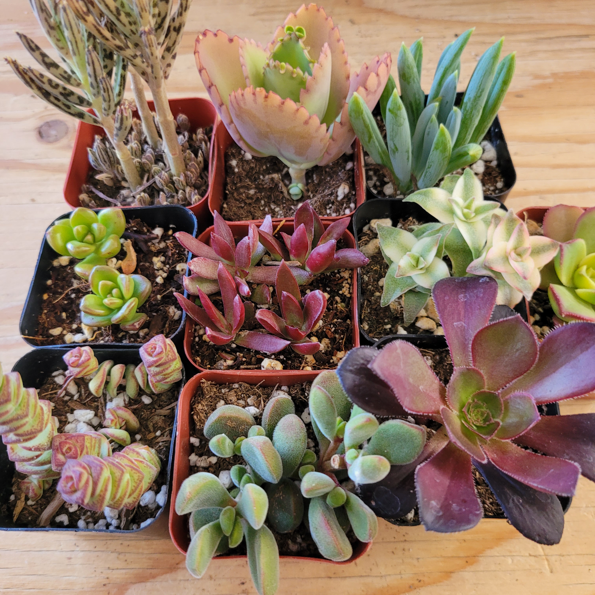 succulent plant bundle Mixed Potted 2 in Succulents Bundles
