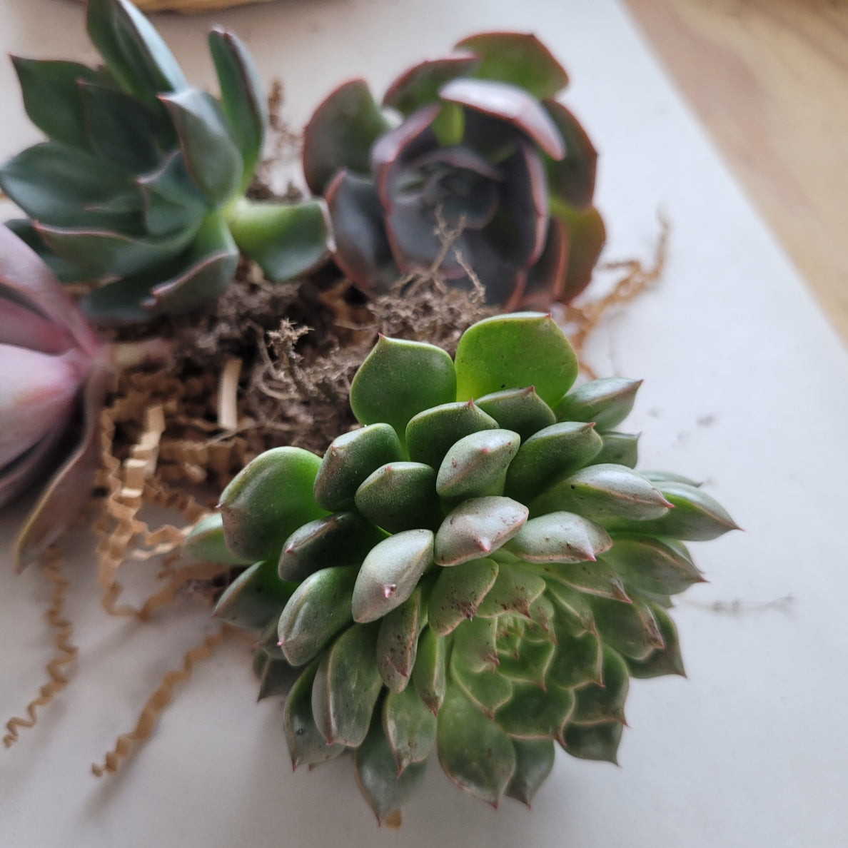 bare rooted succulents Bare Root Bundle – P and C Nursery