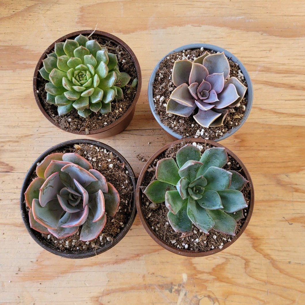 echeveria dusty rose succulent 4 Inch Echeveria Dusty Rose
