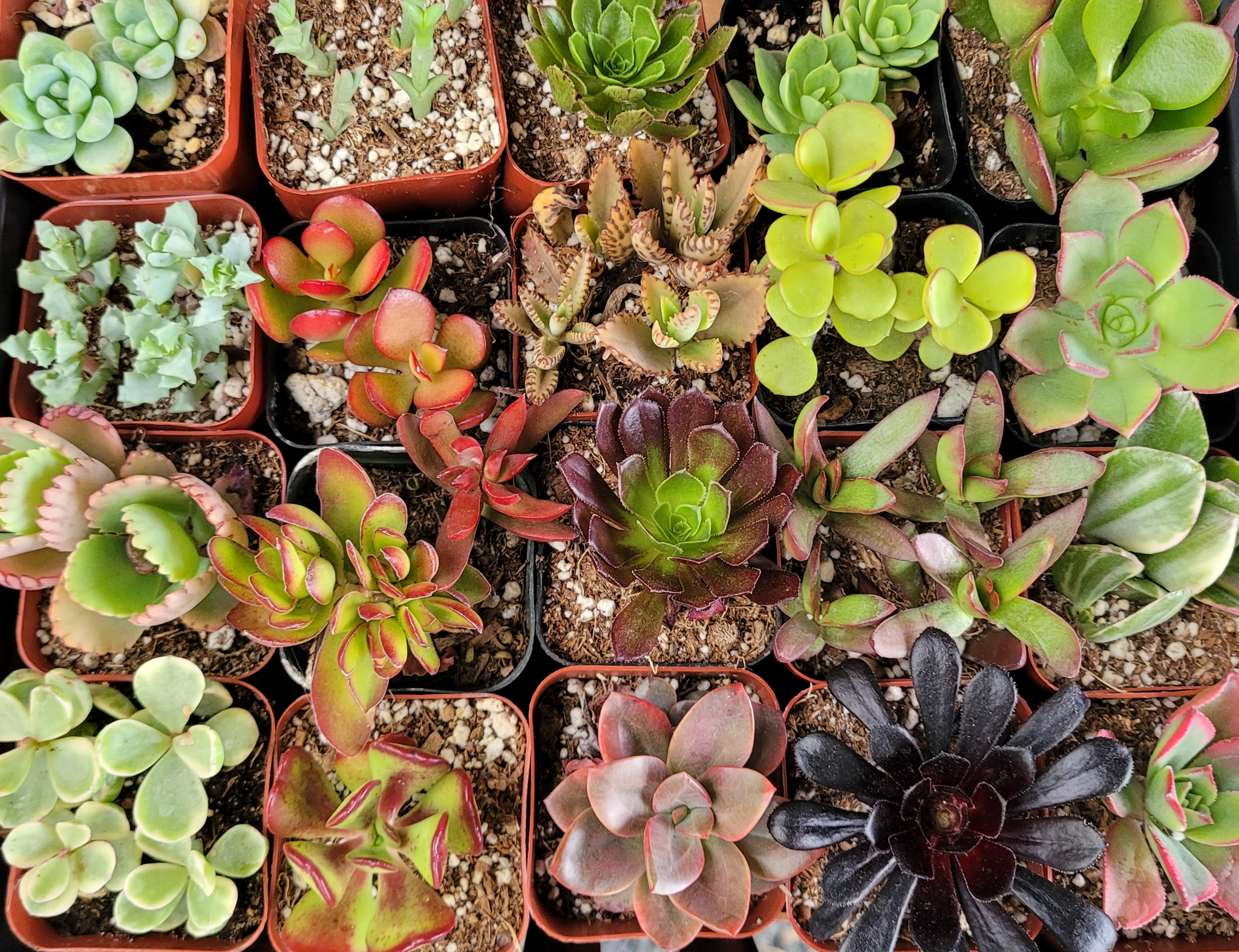 Mixed Potted 2 in Succulents Bundles – P and C Nursery
