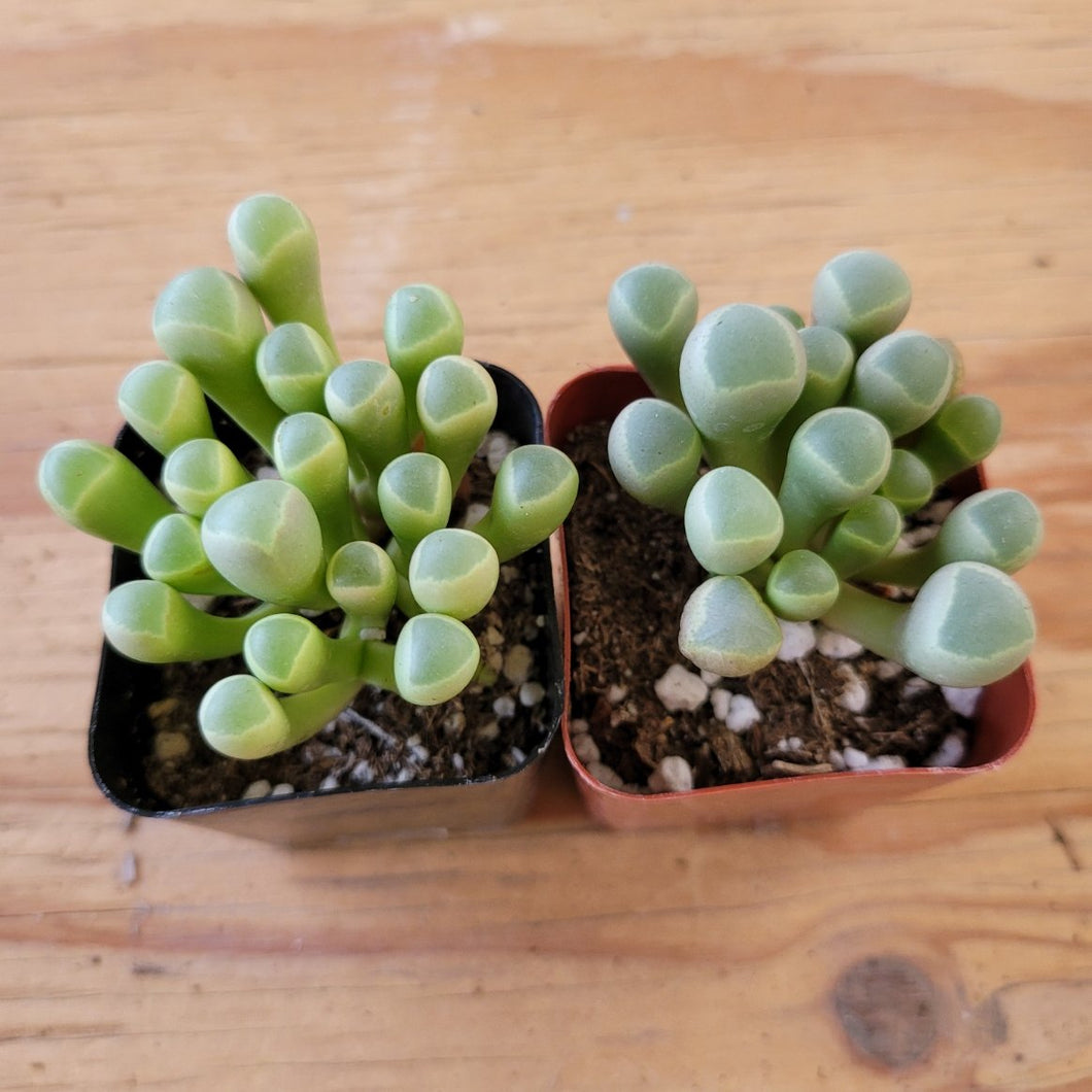 Fenestraria aurantiaca Baby Toes