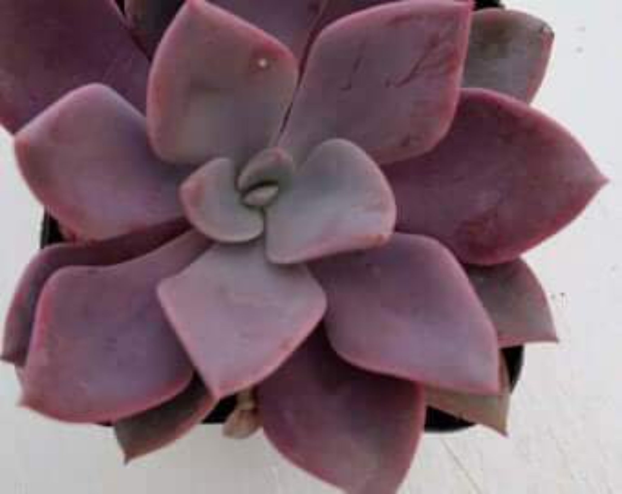 topsy debbie succulent Graptoveria