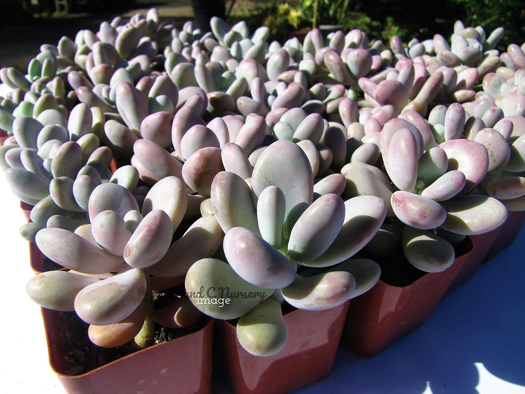 Pachyphytum oviferum - Pink Moonstone