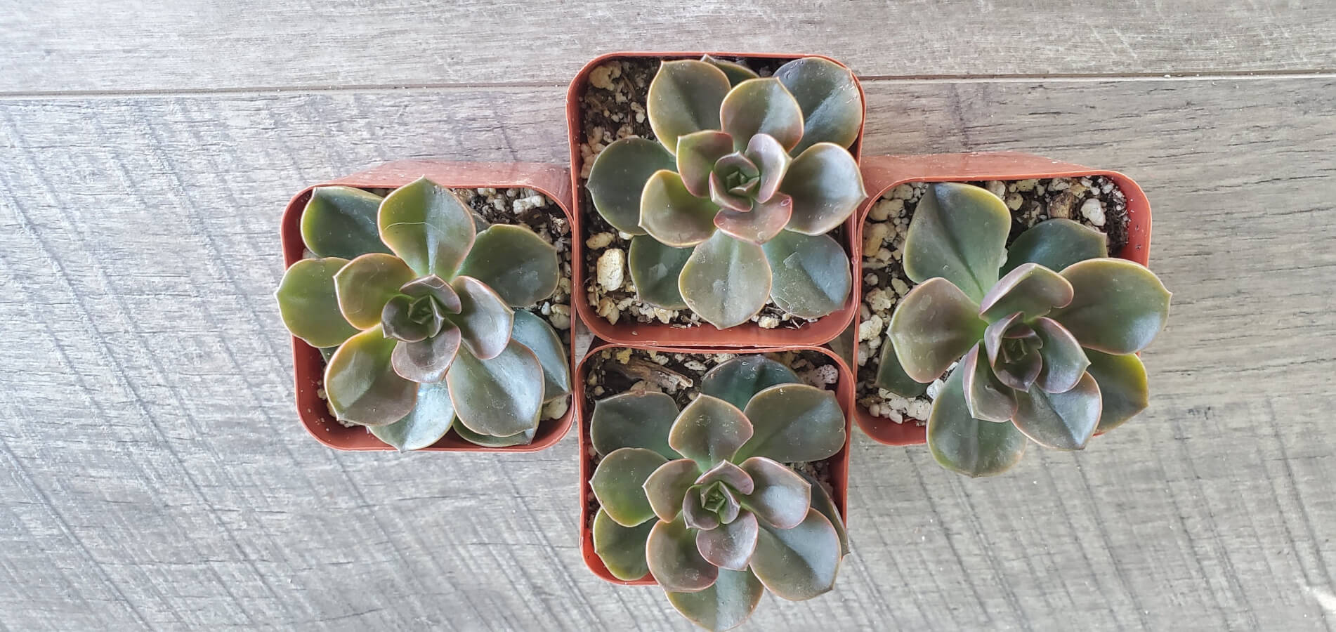 melaco succulent Echeveria Melaco Brown Rose Succulent Plant