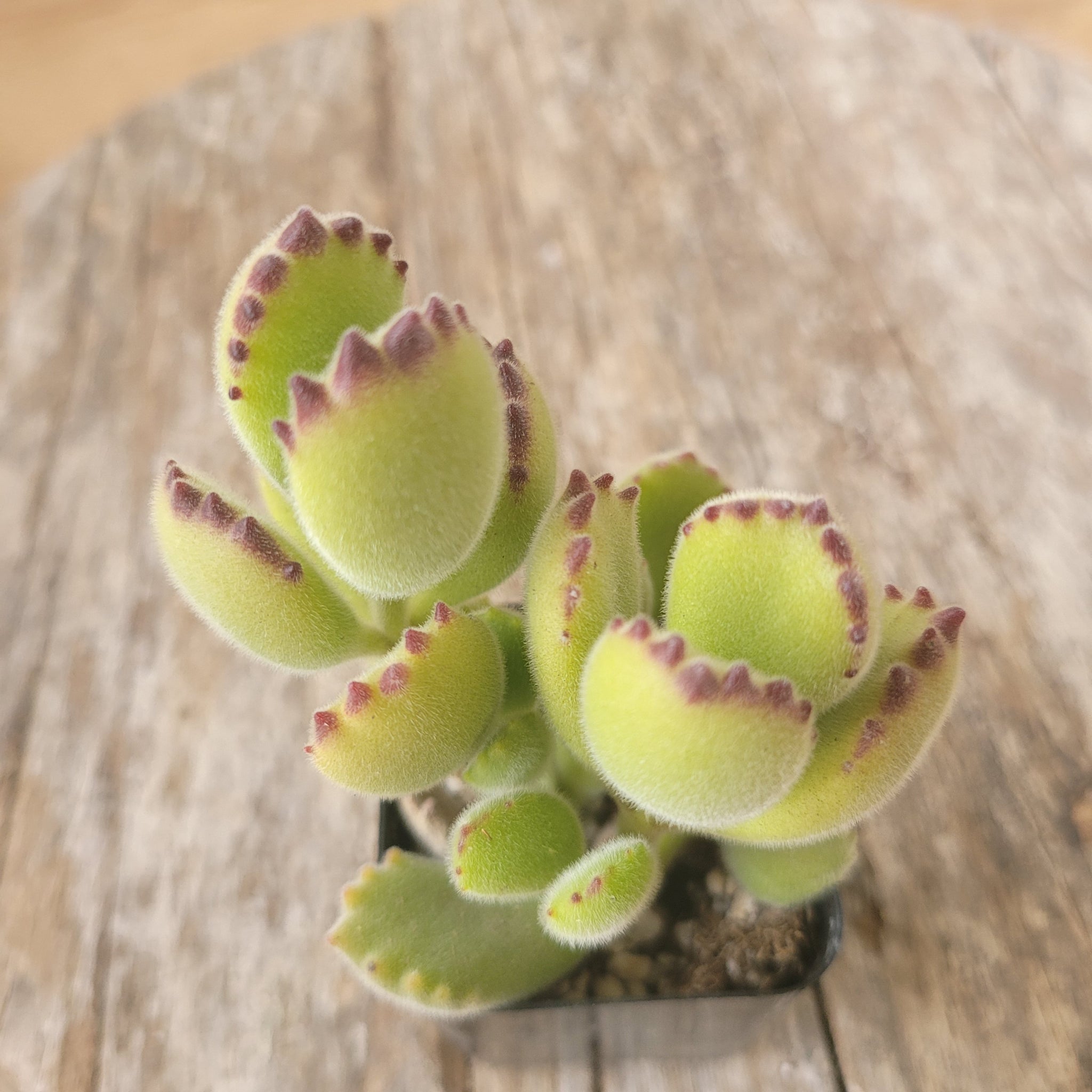 buy bear paw succulent Cotyledon Tomentosa Bear's Paw – P and C Nursery