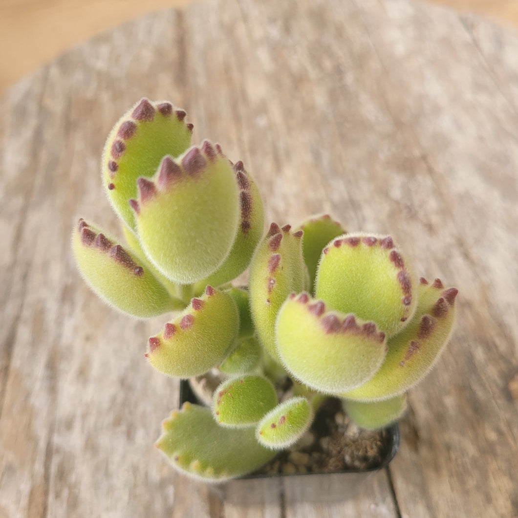 yellow bear paw succulent Cotyledon Tomentosa Bear's Paw – P and C Nursery