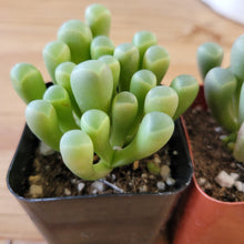 Load image into Gallery viewer, Fenestraria aurantiaca Baby Toes
