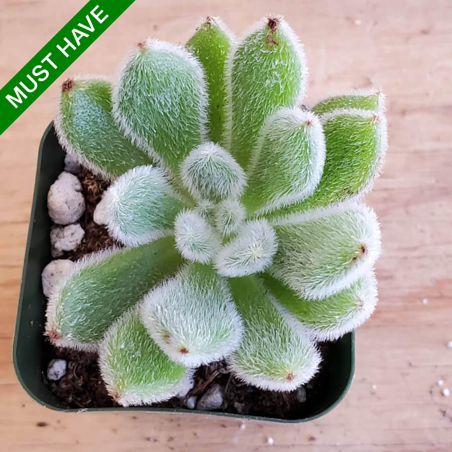 doris taylor succulent Echeveria 'Doris Taylor'