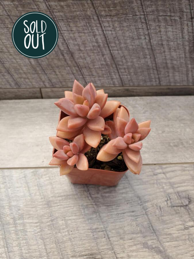 alpenglow succulent Graptosedum AlpenGlow 2" – P and C Nursery